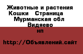 Животные и растения Кошки - Страница 5 . Мурманская обл.,Видяево нп